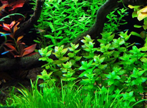 Растения для аквариума - Новое небольшое поступление!