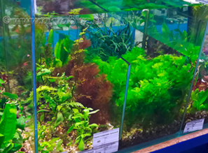 Растения для аквариума - НОВОЕ ПОСТУПЛЕНИЕ! Уже в продаже!
