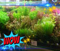 Растения для аквариума - Таиланд - Новое небольшое поступление!