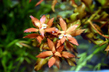 Прозерпинака болотная (Proserpinaca palustris)