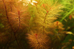 Перистолистник красный (Myriophyllum tuberculatum)