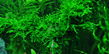 Мох плачущий (Vesicularia ferriei)