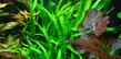 Папоротник таиландский узколистный (Microsorum Pteropus "Narrow leaf")