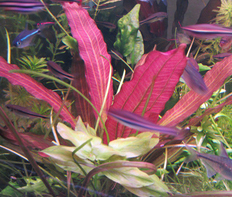 Эхинодорус "Индиан Ред" (Echinodorus sp.Indian Red)