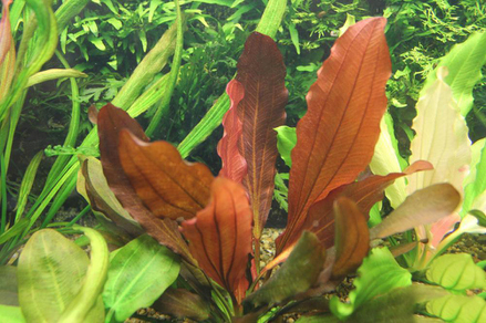 Эхинодорус "Индиан Ред" (Echinodorus sp.Indian Red)