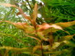 Мурданния розовая (Murdannia sp.Pink)