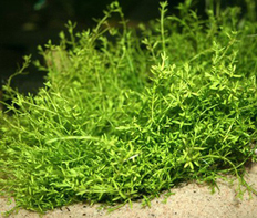 Микрокарпея карликовая (Microcarpaea minima)