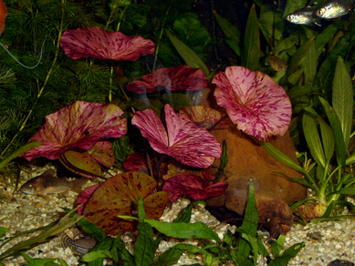 Нимфея "Красный лотос" (Nymphaea lotus Red)