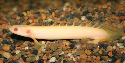 Полиптерус сенегальский альбинос (Polypterus senegalus var.Albino)