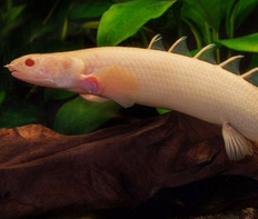 Полиптерус сенегальский альбинос (Polypterus senegalus var.Albino)