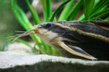 Платидорас полосатый (Platydoras costatus)