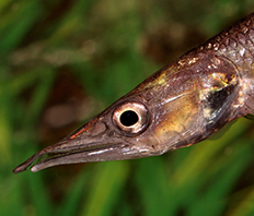 Гребенщука обыкновенная (Ctenolucius hujeta)