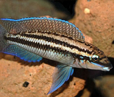 Юлидохромис Дикфельда (Julidochromis dickfeldi)