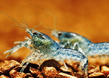 Рак карликовый синий (Cambarellus diminutus)