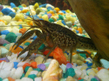 Рак мраморный (Procambarus sp. Marble crayfish)