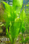 Эхинодорус Марти (Echinodorus martii)