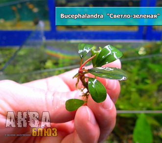 Буцефаландра светло-зеленая (Bucephalandra sp. Light green)