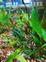 Офиопогон японский карликовый (Ophiopogon japonicus mini)