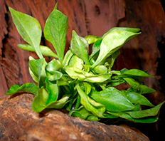 Альтернантера Бетзикиана зеленая (Alternanthera ficoidea Bettzickiana var. Green)