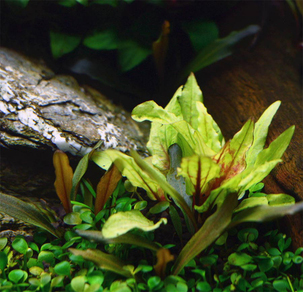 Криптокорина Вендта "Зеленый Геккон" (Cryptocoryne wendtii "Green Gecko")