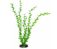 Пластиковое растение Бакопа зелёная 30см Barbus (Plant 010/30)