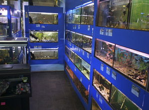 На что важно обратить внимание при покупке аквариумных рыб