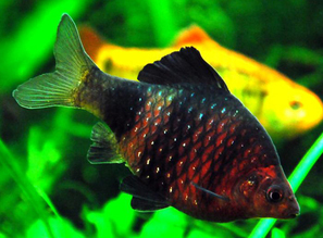 Пурпурноголовая рыбка - Puntius nigrofasciatus. Барбус черный