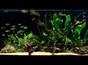 Как совместить простоту и великолепие в аквариуме с живыми растениями