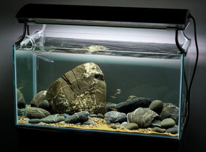 Биотопный аквариум для Кардиналов. Что может быть проще и … красивее!!!