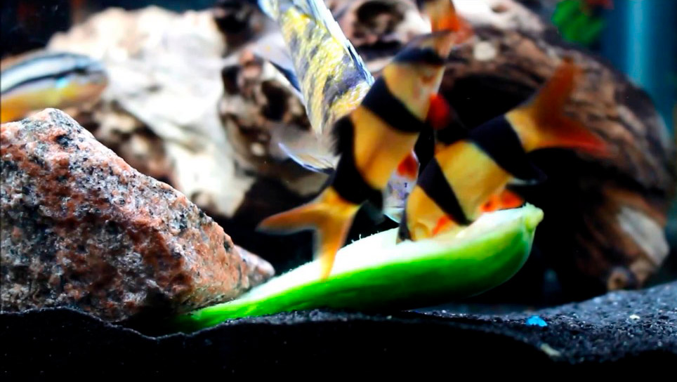 Кормление аквариумных рыб овощами и зеленью