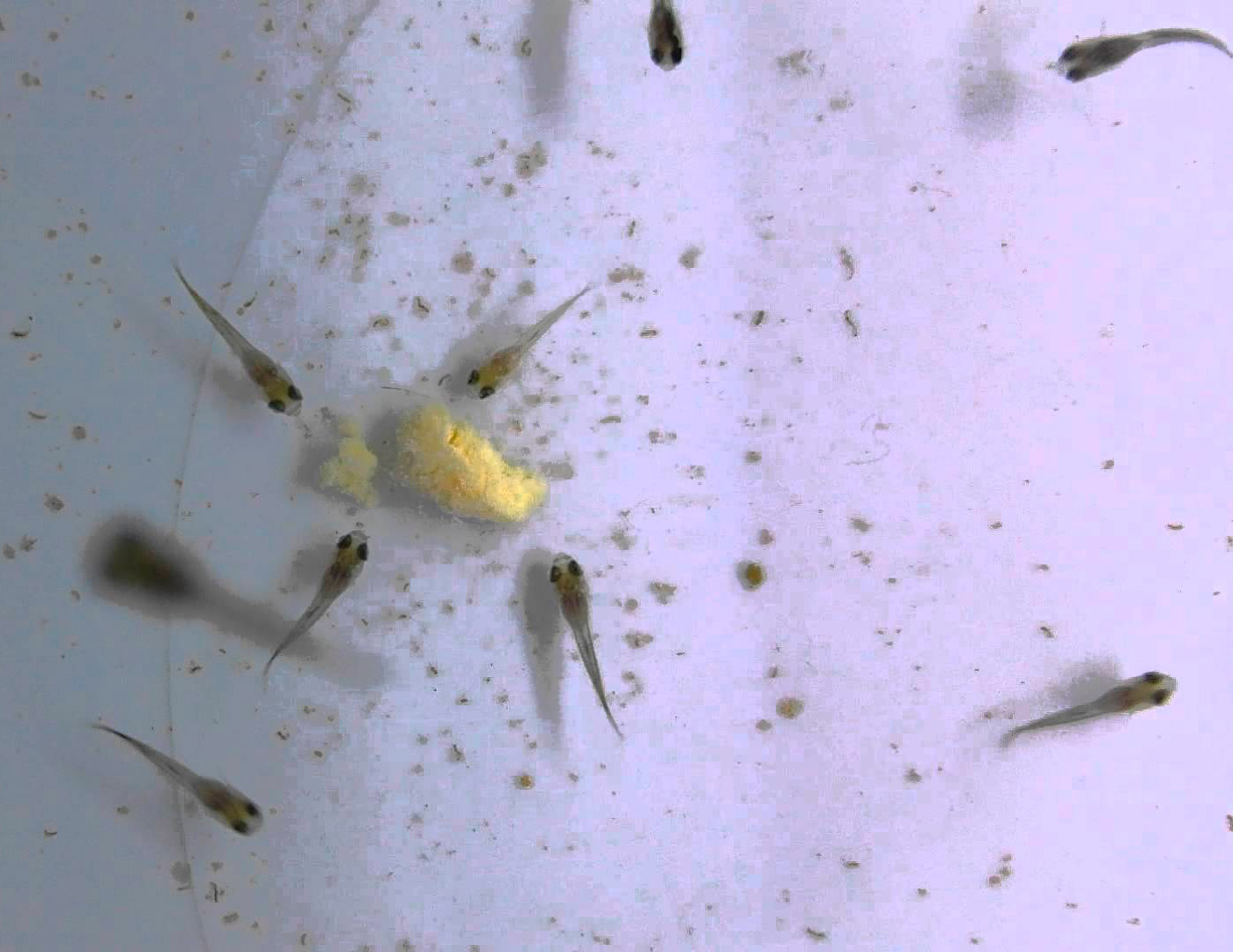 Кормление мальков рыб яичным желтком