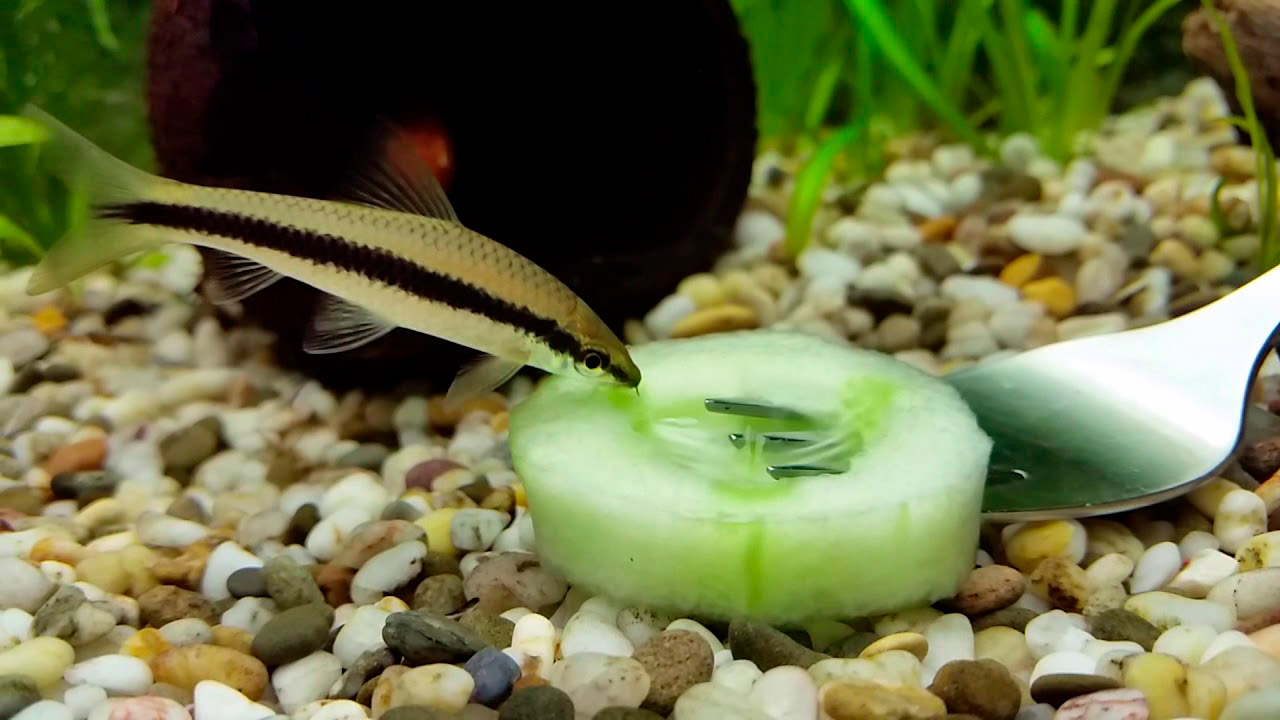 Кормление аквариумных рыб овощами и зеленью