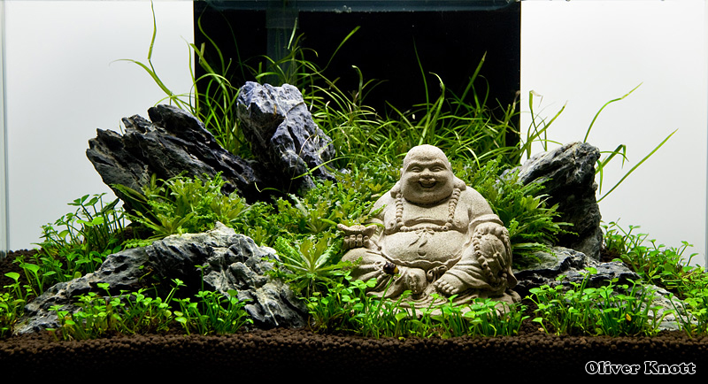 Будда и аквариум. Версия Оливера Кнотта