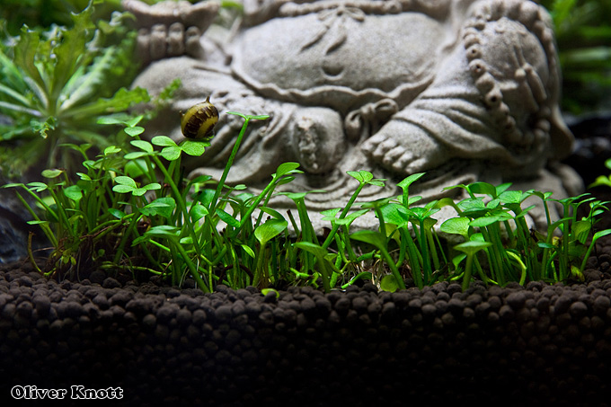 Будда и аквариум. Версия Оливера Кнотта