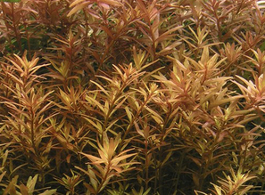 Ротала круглолистная (Rotala rotundifolia)