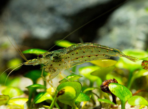 Пресноводные Креветки Амано (Caridina multidentata/Amano Shrimp/Caridina japonica)