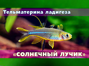 СОЛНЕЧНЫЙ ЛУЧИК в аквариуме | Тельматерина ладигеза - Marosatherina ladigesi