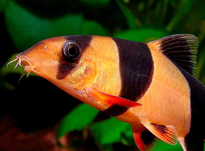 БОЦИЯ КЛОУН - Chromobotia macracanthus | Яркая донная аквариумная рыбка