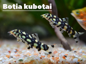 ШАХМАТНАЯ рыбка - Боция Кубота (Botia kubotai)