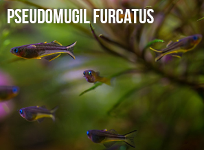 Аквариумная СИНЕГЛАЗКА - Попондетта фурката | Pseudomugil furcatus