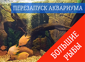 Аквариум для КРАСНЫХ ПОПУГАЕВ | ПЕРЕЗАПУСК аквариума с КРУПНЫМИ РЫБАМИ
