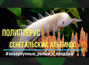 Аквариумный ДРАКОН - ПОЛИПТЕРУС СЕНЕГАЛЬСКИЙ АЛЬБИНОС (Polypterus senegalus)