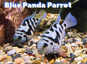 Попугай ГОЛУБАЯ ПАНДА (Blue Panda Parrot) | Сапфировый мини-попугай в аквариуме