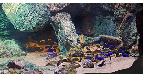 Доклад: Как устроить аквариум для африканских цихлид