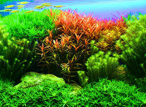 Новое поступление растения для Вашего аквариума!