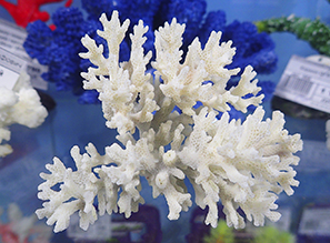 Натуральные кораллы - Акропоры, Поциллопоры и "Кошачьи лапки"!