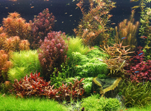Растения для аквариума и палюдариума - NEW!