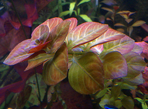 Новое поступление растений для аквариума - НОВИНКИ!!!