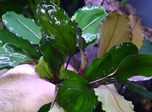 Буцефаландра sp. Green Broad leaf - В НАЛИЧИИ!