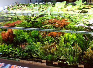 Живые растения для аквариумов и террариумов!